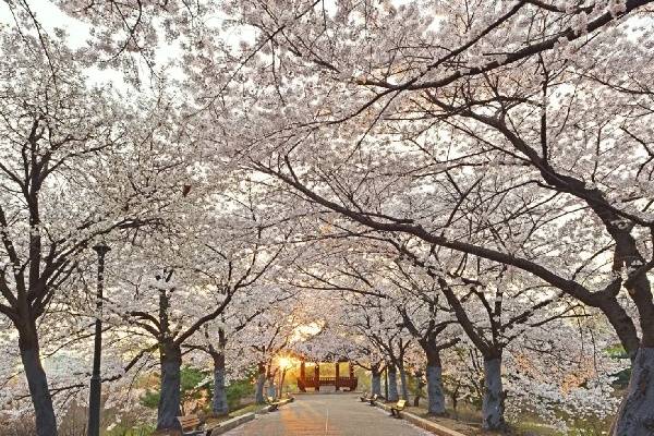 Cherry blossoms in South Korea for TEFL teaching abroad